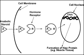 Non steroid muscle