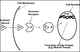 Mechanism of action of protein and steroid hormones